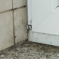 Black mold on walls