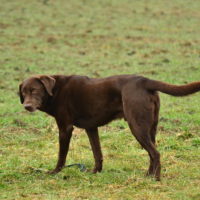 Verärgerter Labrador Verärgerter Labrador
